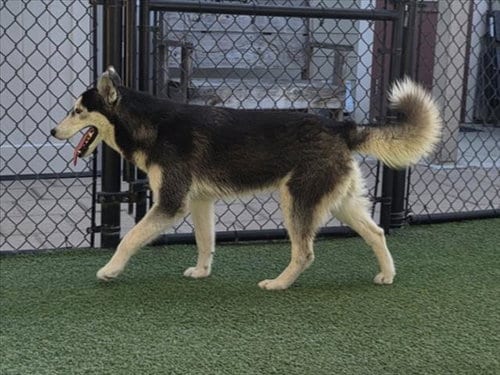 Photo of Avery, adoptable Siberian Husky in Norco, California