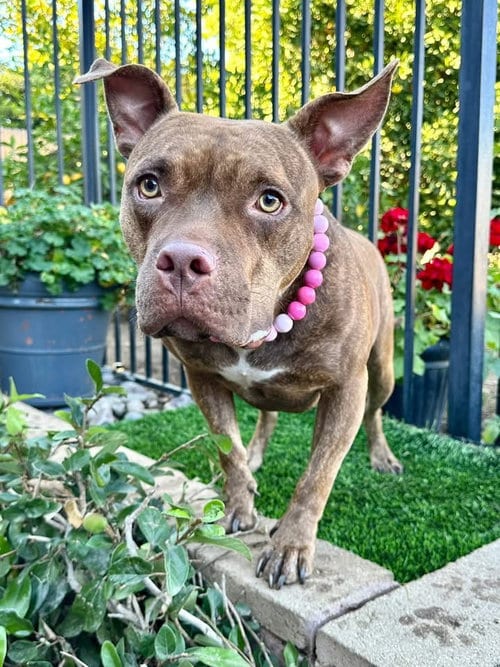 Photo of Gryffin, adoptable American Pit Bull Terrier in Redlands, California