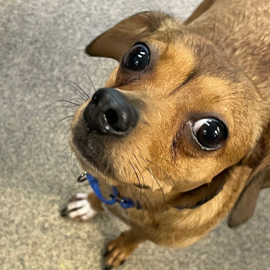 Photo of Maisie, adoptable Mixed Breed (Small)