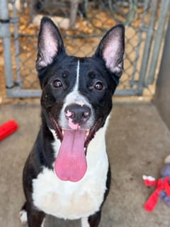 Photo of Allegra, adoptable Labrador Retriever in Chicago, Illinois