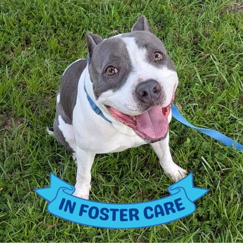 Photo of Snupe, adoptable American Staffordshire Terrier in Tallahassee, Florida