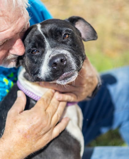 Photo of Hollie, adoptable dog in Chamblee, Georgia