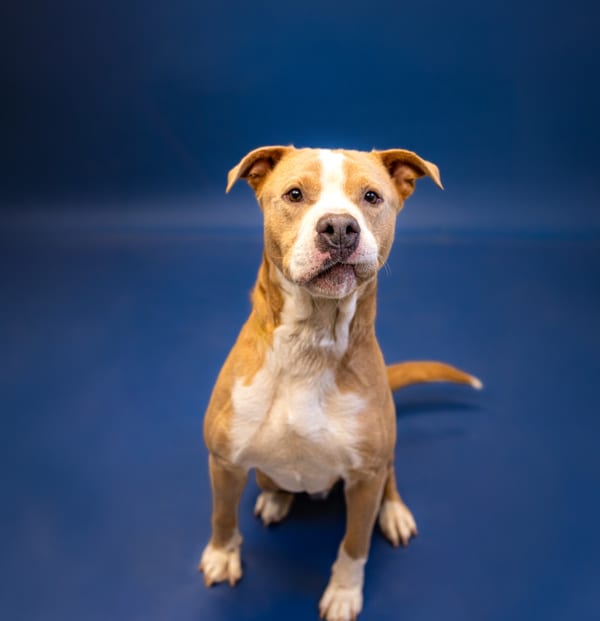 Photo of Georgie Hw+, adoptable Pit Bull cross in Lawrenceville, Georgia