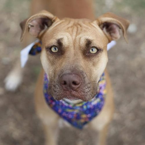 Photo of Heavyn, adoptable American Staffordshire Terrier in San Antonio, Texas