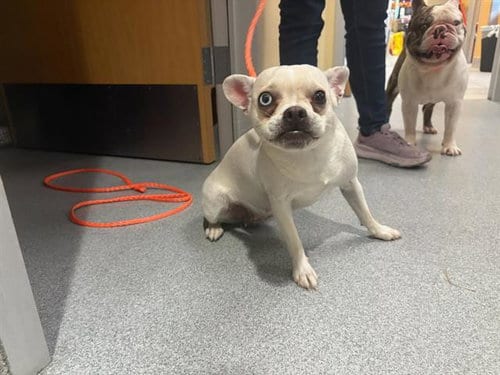 Photo of Jinx, adoptable Chihuahua in Orange, California