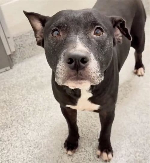 Photo of A662079, adoptable Labrador Retriever in Houston, Texas