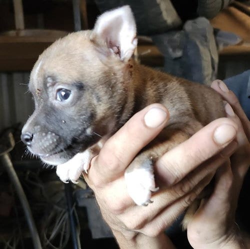 Photo of Lilo, adoptable Terrier in San Antonio, Texas