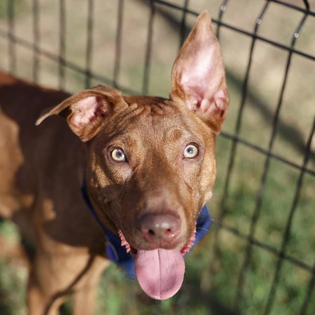 Photo of Daniel, adoptable dog in San Antonio, Texas