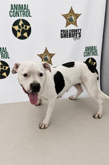 Photo of Trixie, adoptable Bulldog in Winter Haven, Florida