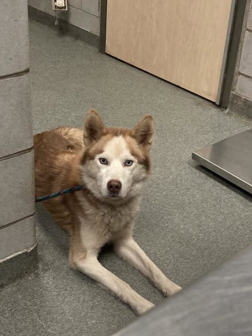 Photo of Drako, adoptable Husky in Dallas, Texas