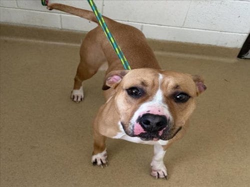 Photo of Brandy, adoptable American Pit Bull Terrier in Derwood, Maryland