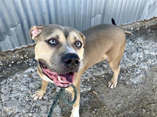 Photo of Tuff, adoptable American Pit Bull Terrier in Albuquerque, New Mexico