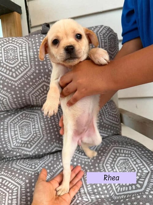 Photo of Rhea (Roxie's Litter), adoptable Pug in Brewster, New York