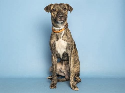 Photo of Otto, adoptable American Pit Bull Terrier in Phoenix, Arizona