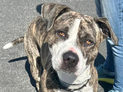 Photo of Micah, adoptable dog in Georgetown, Texas