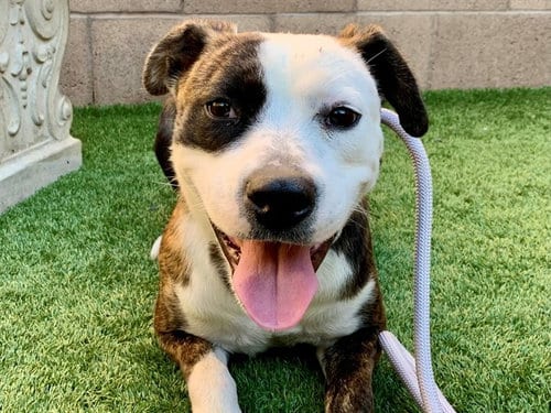 Photo of Valerie, adoptable Pit Bull Terrier in Moreno Valley, California
