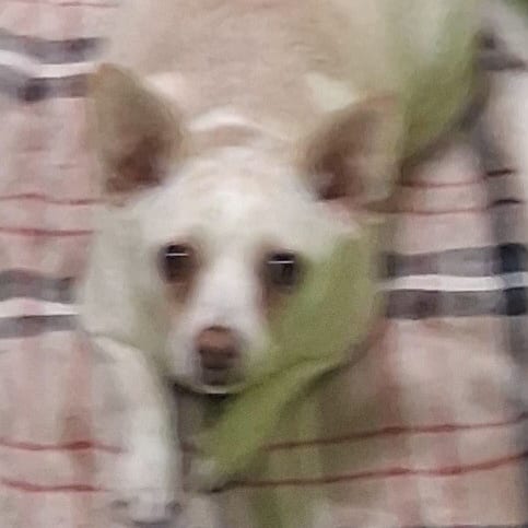 Photo of Zoey, adoptable Chihuahua / None in Spokane, Washington