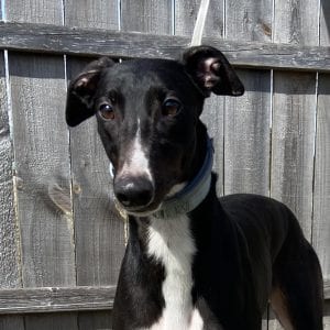 Photo of tori, adoptable Greyhound in Grandville, Michigan