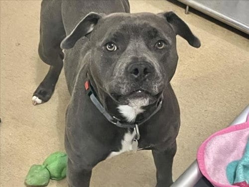 Photo of Draco, adoptable Pit Bull Terrier in Chapel Hill, North Carolina