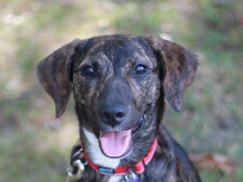 Photo of Noel, adoptable Mountain Cur in Cookeville, Tennessee