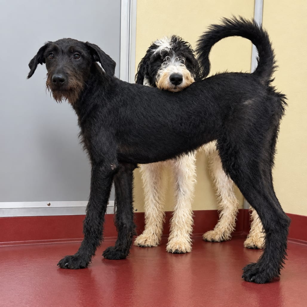 Photo of Chopper, adoptable Mixed Breed (Medium) in Buffalo, Minnesota