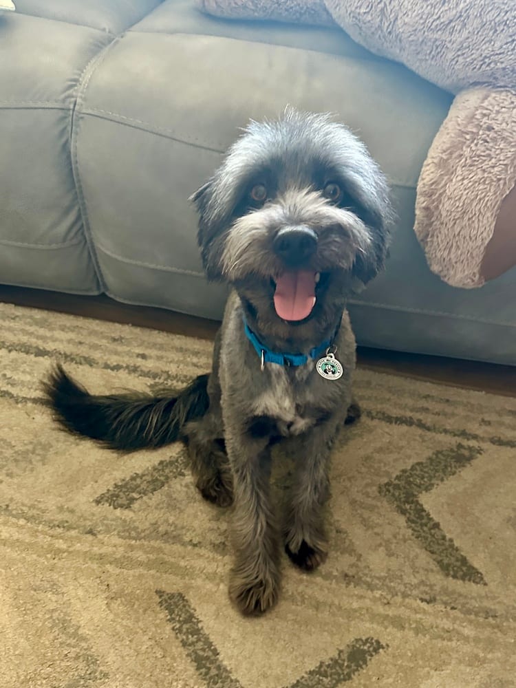 Photo of Otto, adoptable Terriers (Medium) in Eugene, Oregon