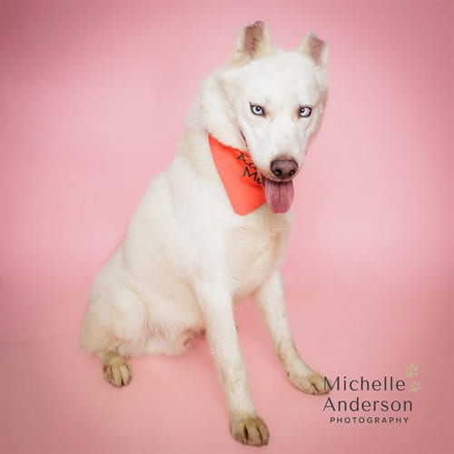 Photo of Grinchy, adoptable Siberian Husky in Corona, California