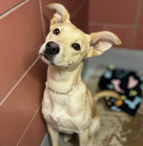 Photo of Arlo, adoptable Labrador Retriever in Houston, Texas