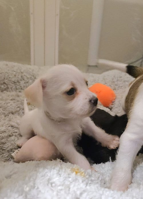 Photo of Indica, adoptable Terrier in Pacifica, California