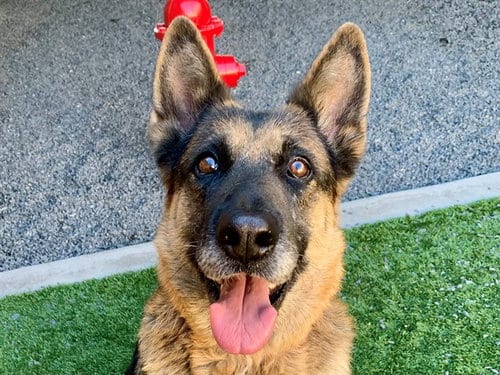 Photo of Georgia, adoptable German Shepherd Dog in Moreno Valley, California