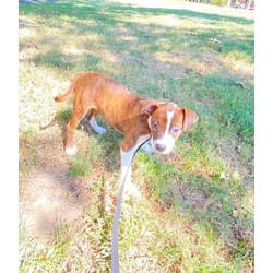 Photo of Gummy Bear, adoptable Collie in Medfield, Massachusetts