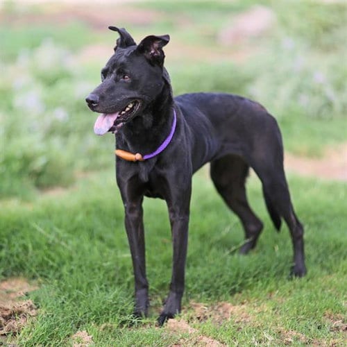 Photo of Lily, adoptable Labrador Retriever in Albuquerque, New Mexico