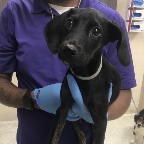 Photo of A433160, adoptable Doberman Pinscher in Conroe, Texas