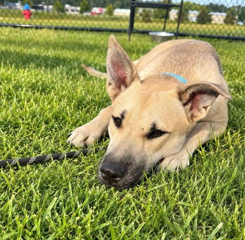 Photo of Juniper, adoptable German Shepherd Dog in Ocala, Florida