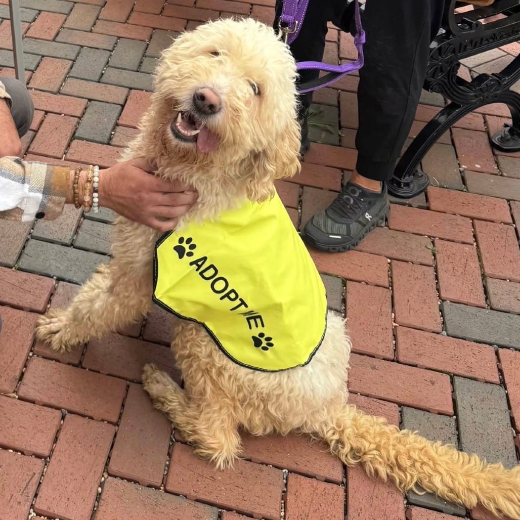 Photo of Ozzie, adoptable Retriever, Golden / Poodle in Waynesboro, Pennsylvania