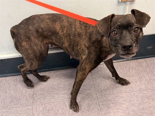 Photo of Gigi, adoptable Dachshund in Baldwin Park, California