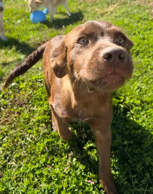 Photo of Hawaii : Kailua, adoptable Labrador Retriever in Aurora, Indiana