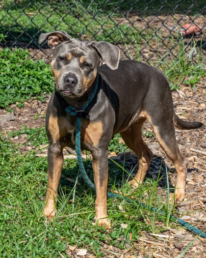 Photo of Truth, adoptable dog in Chamblee, Georgia