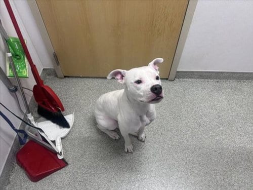 Photo of Bamboo, adoptable Staffordshire Bull Terrier in Fort Collins, Colorado