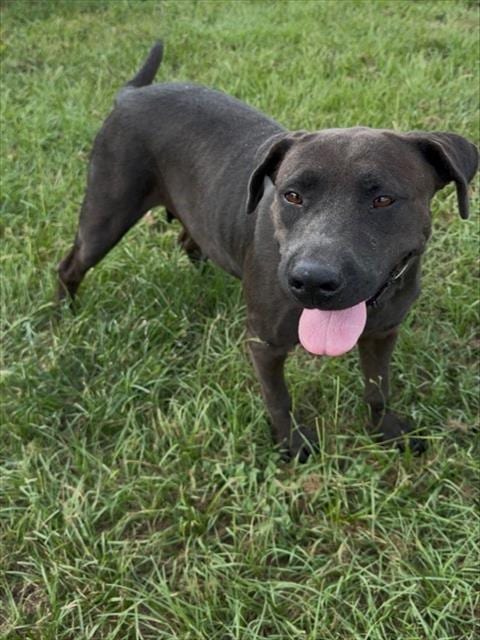 Photo of Elouise, adoptable Labrador Retriever in Conroe, Texas