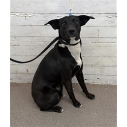 Photo of Loki, adoptable American Pit Bull Terrier in San Bernardino, California
