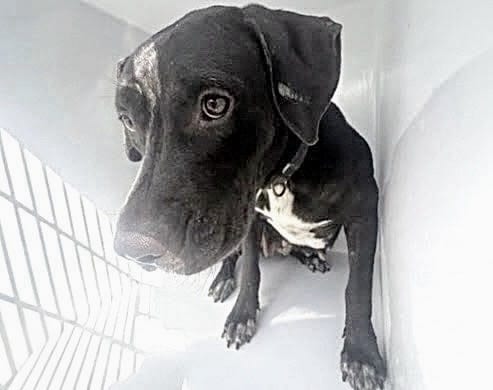 Photo of Senior Pit Bull Terrier, adoptable Pit Bull Terrier in Houston, Texas
