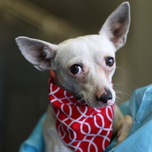 Photo of Pinkie, adoptable Chihuahua in San Antonio, Texas