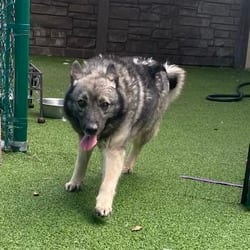 Photo of Natasha 4033, adoptable Norwegian Elkhound in Loxahatchee, Florida