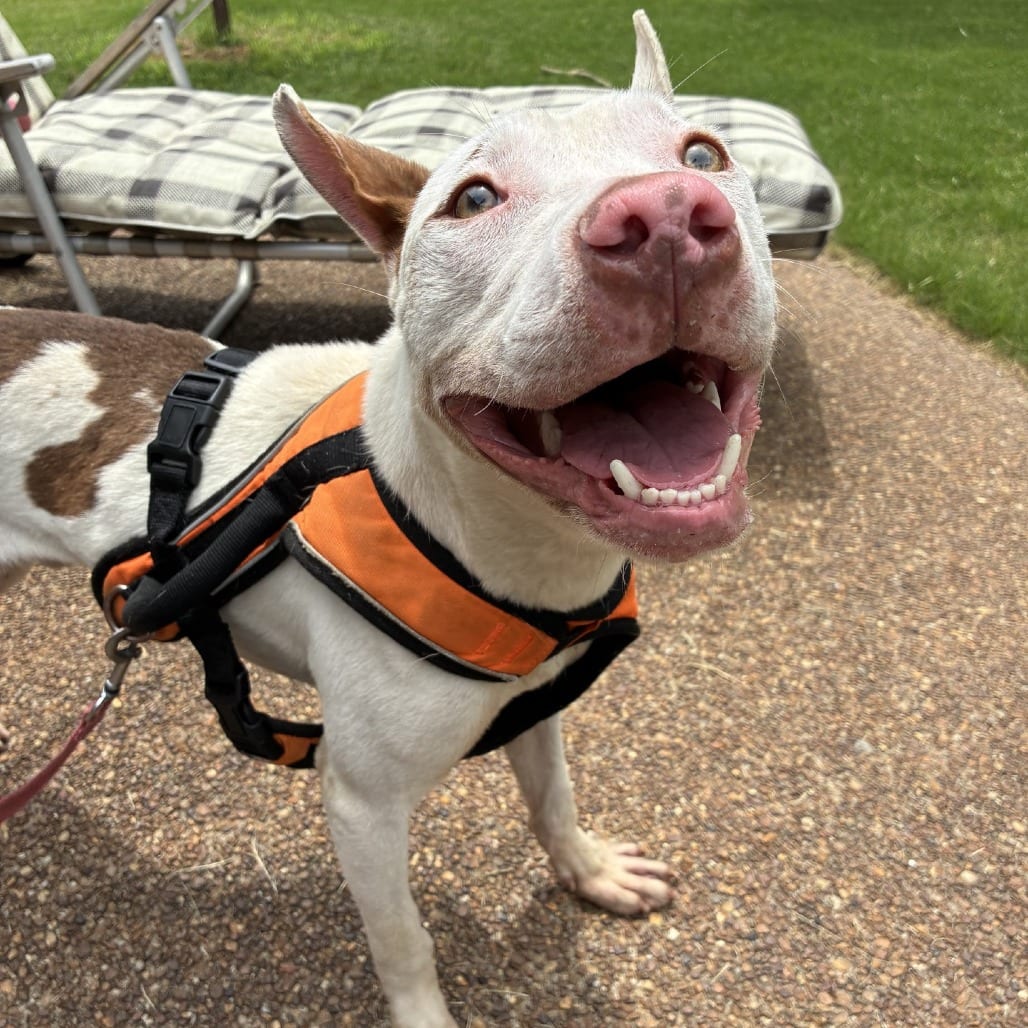 Photo of Scooter, adoptable Mixed Breed (Medium)