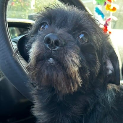 Photo of Toto, adoptable Mixed Breed (Small) in Cape Girardeau area, Missouri