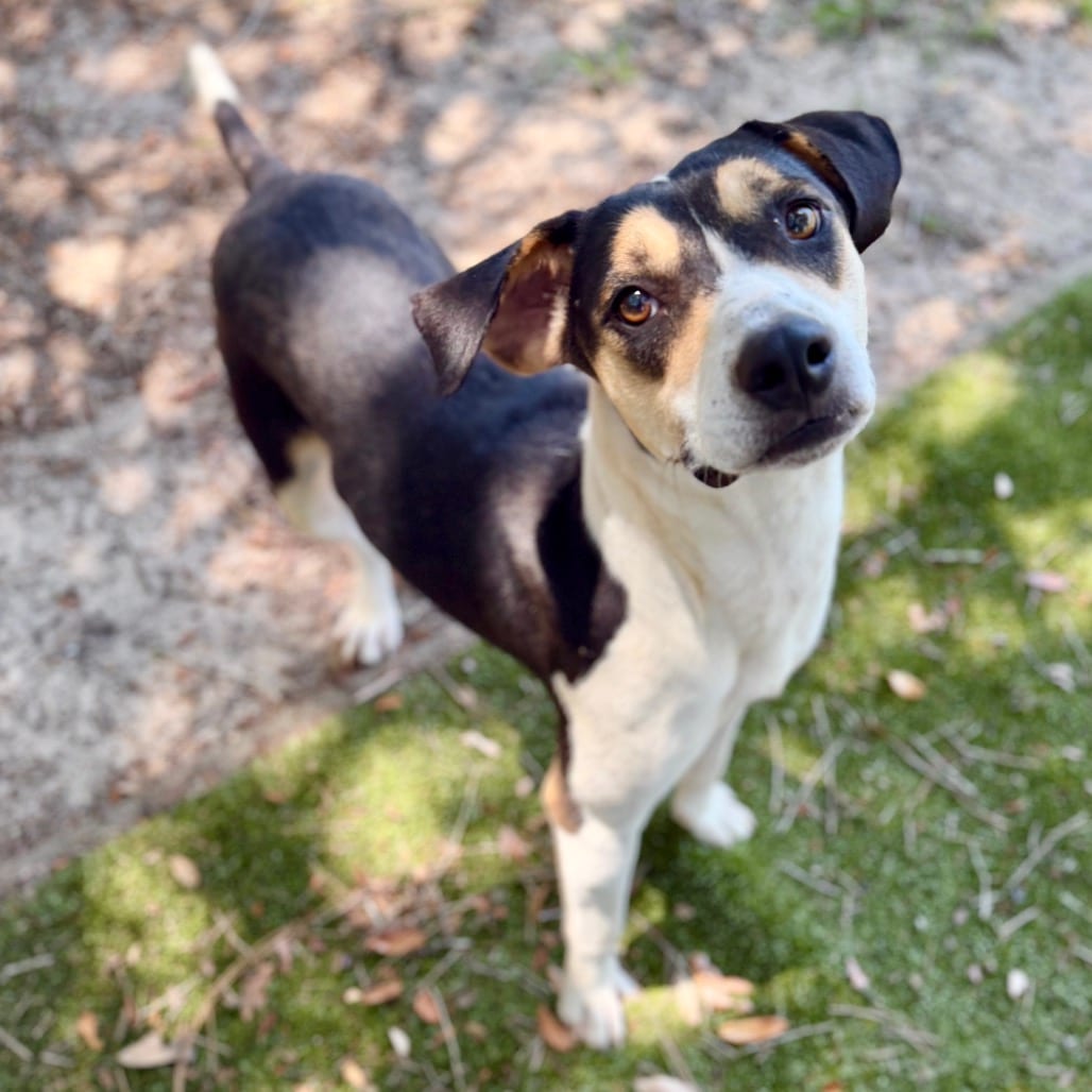 Photo of Ya Yi, adoptable Mixed Breed (Large) in Milton, Florida