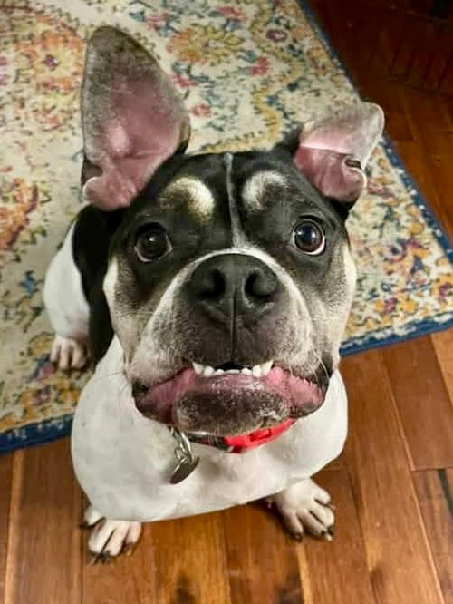 Photo of Stinkbug, adoptable English Bulldog in St. Louis Park, Minnesota