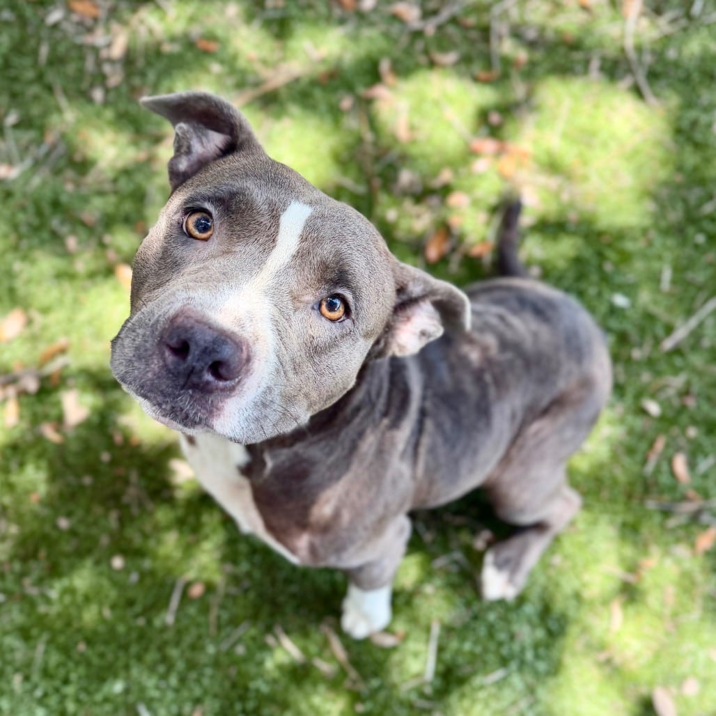 Photo of Begonia, adoptable Mixed Breed (Medium) in Milton, Florida