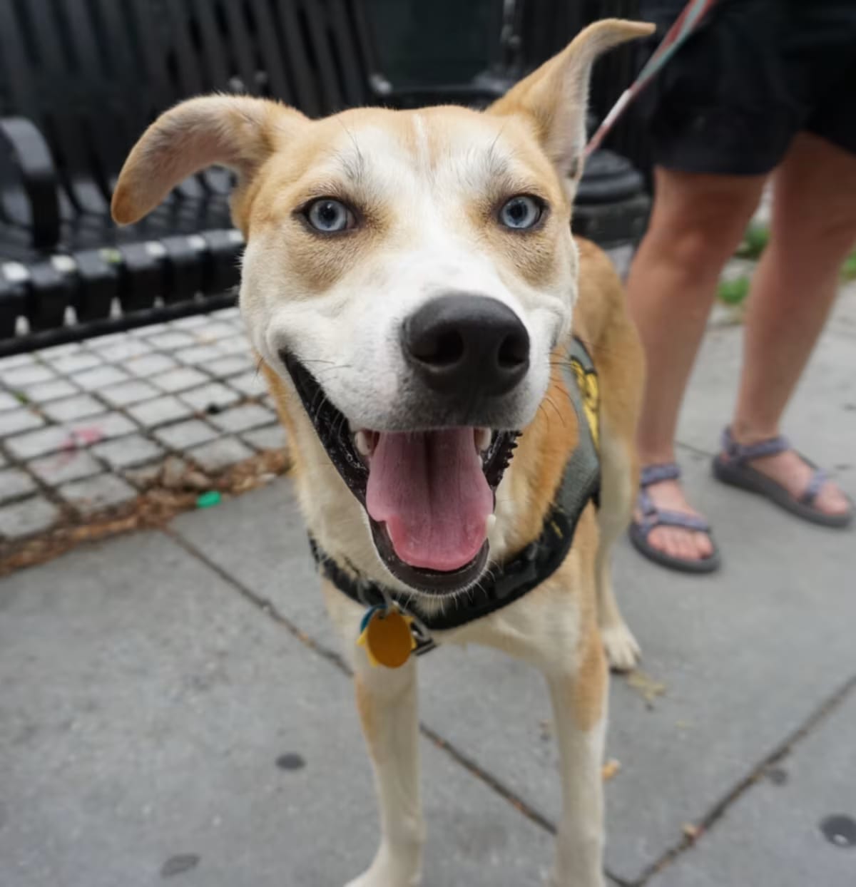 Photo of Prince, adoptable Husky/Mixed Breed (Medium) in Washington, District of Columbia